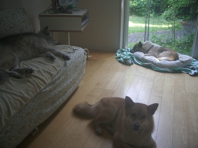 2011.7.30 の3匹