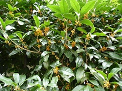 P1080075.jpg