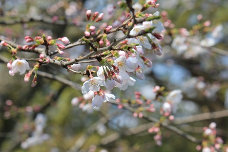 これ