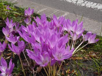 花79