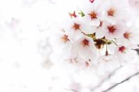 2012sakura01.jpg