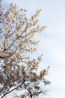 2012sakura04.jpg