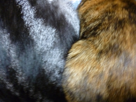 P1000236.jpg
