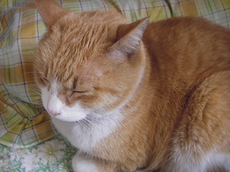 2011年12月 三平