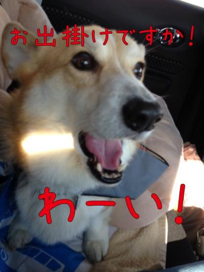 お出かけわーい