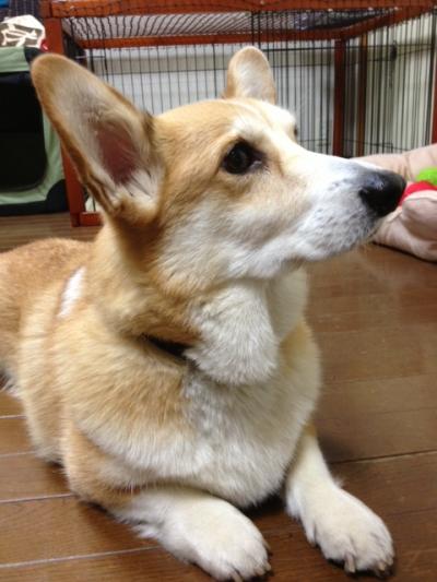 まて