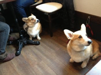 よいこ