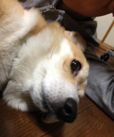 なでなさい