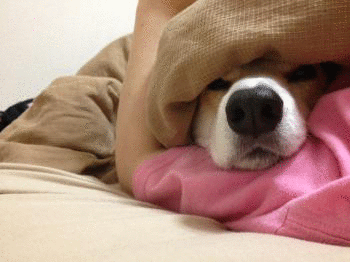 べっど