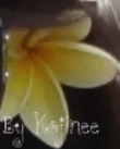 DSC00845 a