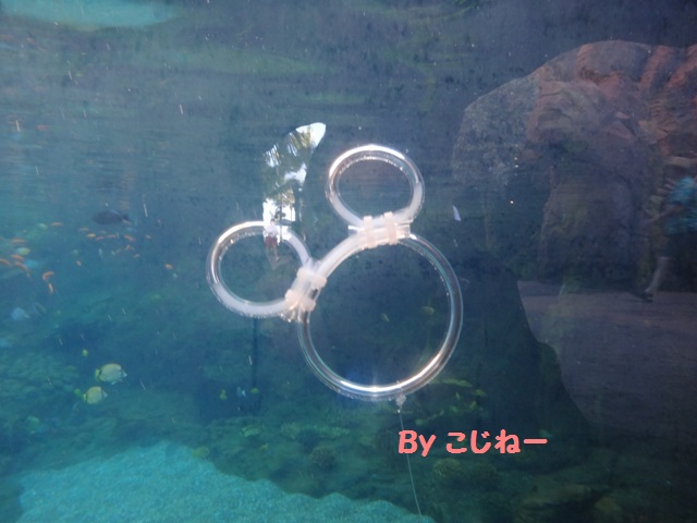 DSC00461.jpg
