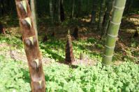 20120427006牛
