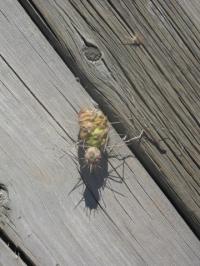 IMG_0200_20120429162128.jpg