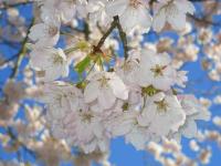 IMG_1354_20120416132515.jpg