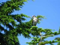 IMG_4077_20130707050903.jpg