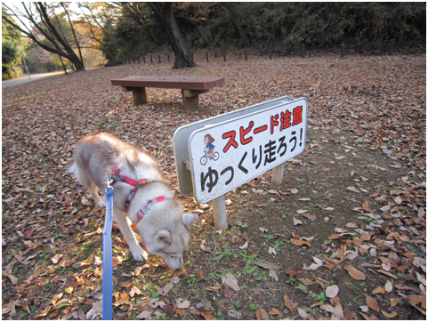 はるちゃん10