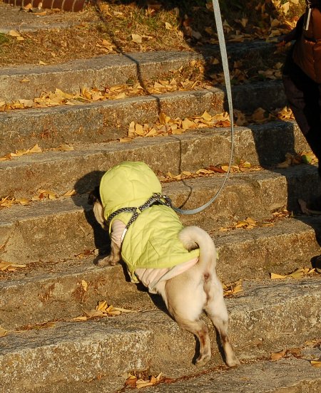 131215kaidan.jpg