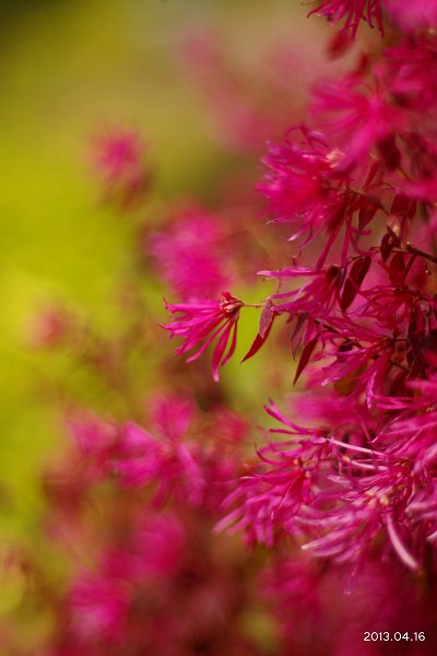 IMG58219-T.jpg