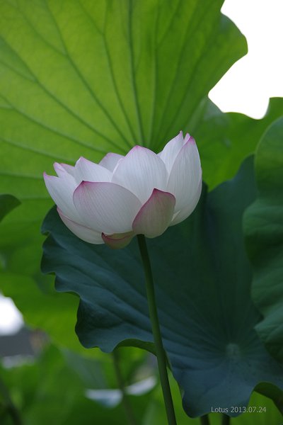 IMGP1406-t.jpg
