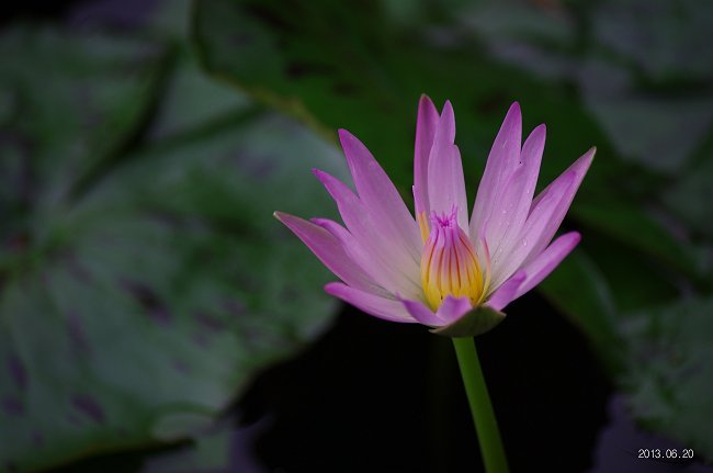 IMGP2761-T.jpg