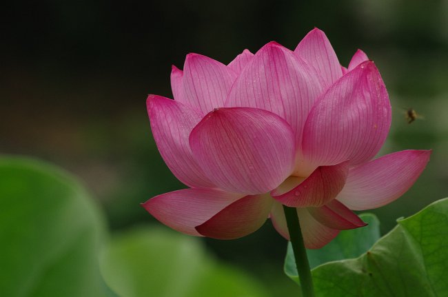 IMGP4480_m.jpg
