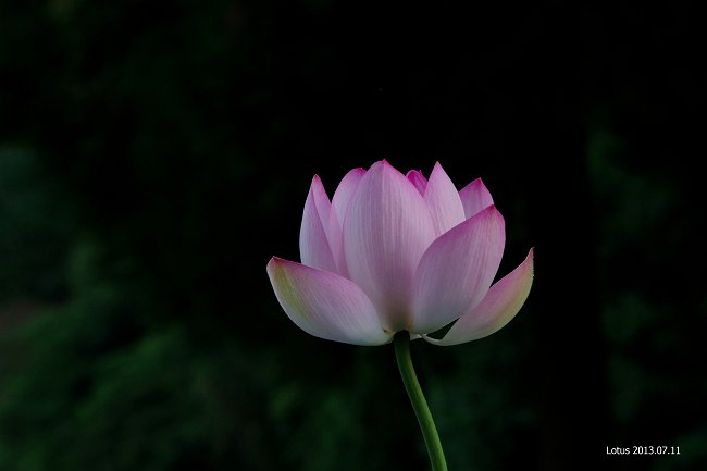 IMGP6927_m.jpg