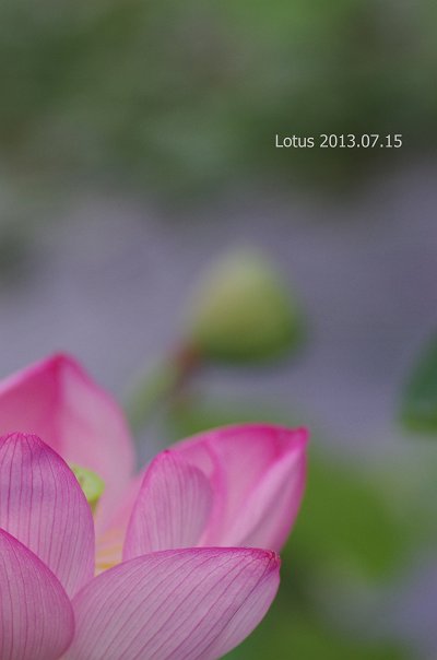 IMGP8033_m.jpg