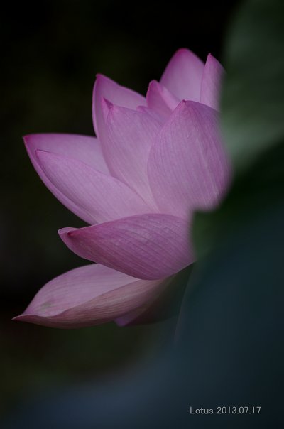 IMGP9120-t.jpg