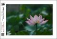 hasu2-T_20130523192656.jpg