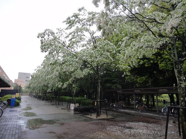 nammjayamommjya-T.jpg