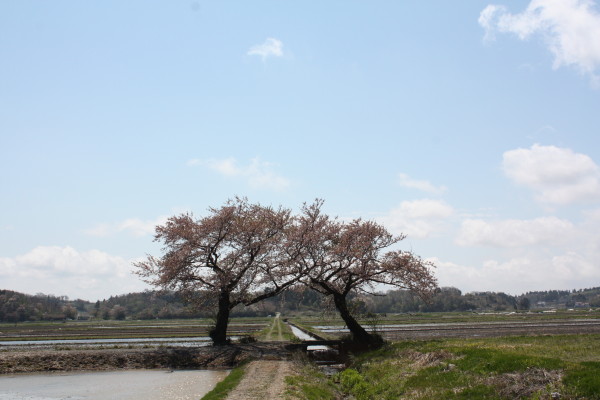 bu-100440001.jpg