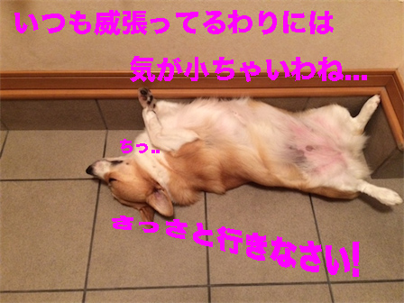 1_20140926103532f0b.jpg