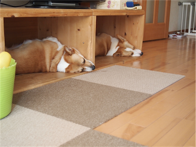 P9163764_201409170839062d1.png