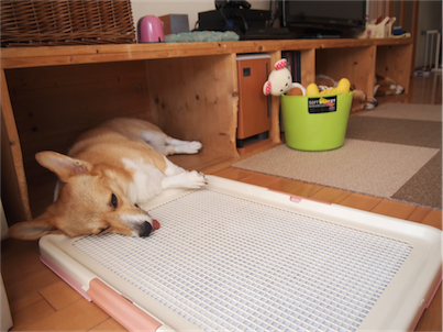 P9163765_20140917083755dce.png