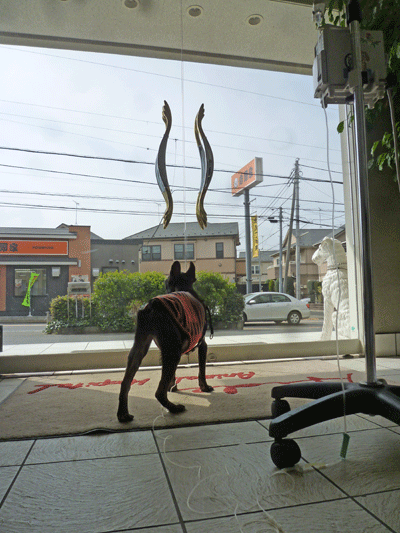 1915_20130319192117.gif