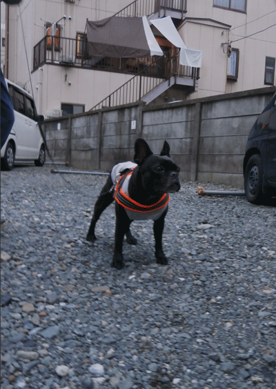 2184_20130623201126.gif