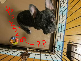 snap_kotetsu0525_201110003925.jpg