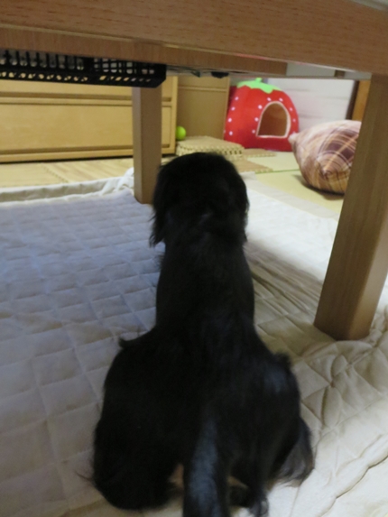 IMG_0927_1.jpg