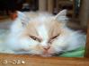 ぶーこ2013.1.24②
