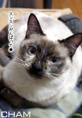 チャム2013.1.31