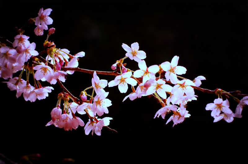 s_IGP0848-001.jpg