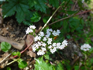 DSC1350606552.jpg