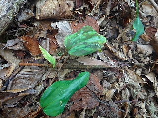 DSC1352707141.jpg
