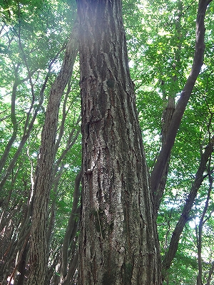 DSC1371108031.jpg