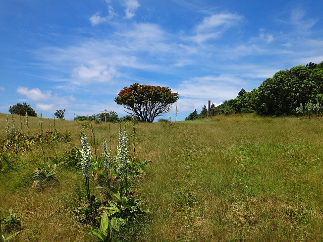 DSC1371108111.jpg