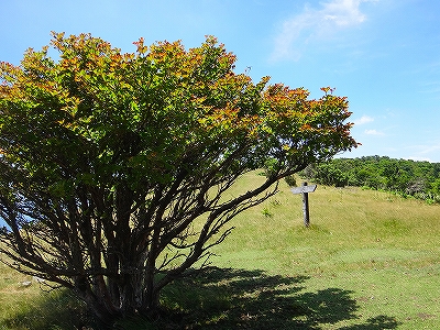 DSC1371108127.jpg