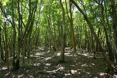 _DSC137112605.jpg
