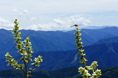 _DSC137202809.jpg