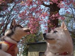 160_20130520223148.jpg