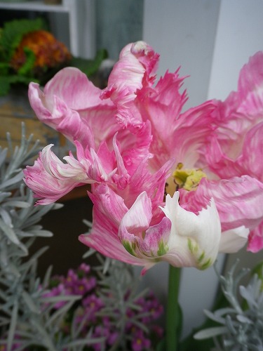 IMGP8412.jpg